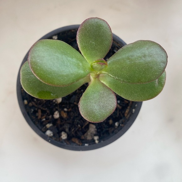 Jade Tree ( Mini) - Picture 2 of 5